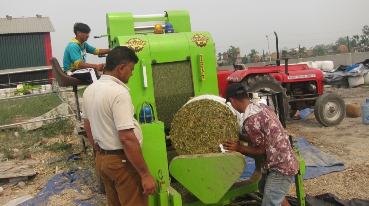 चितवनमा उत्पादन हुँदै छ ड्राई साइलेज अर्थात् गाईभैँसीको ‘गुन्द्रुक’